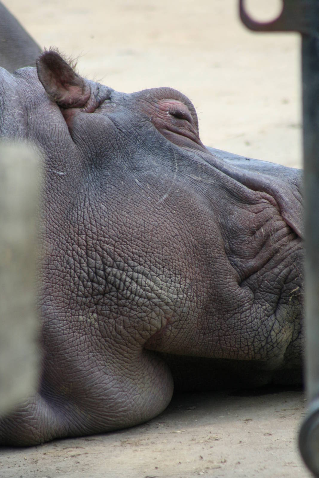 Common Hippo @ Whipsnade; 02.07.2011