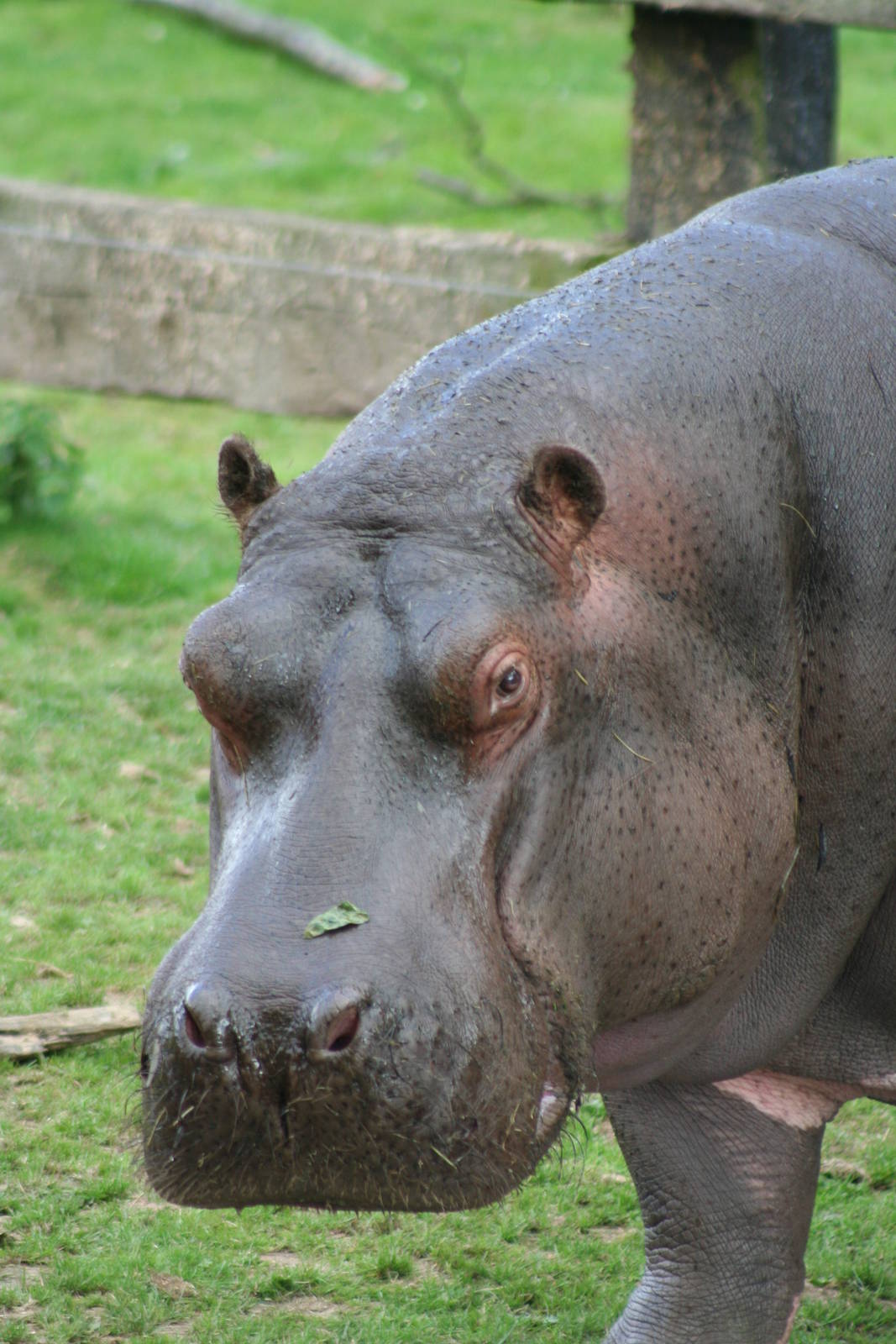 Common Hippo @ Whipsnade; 02.07.2011