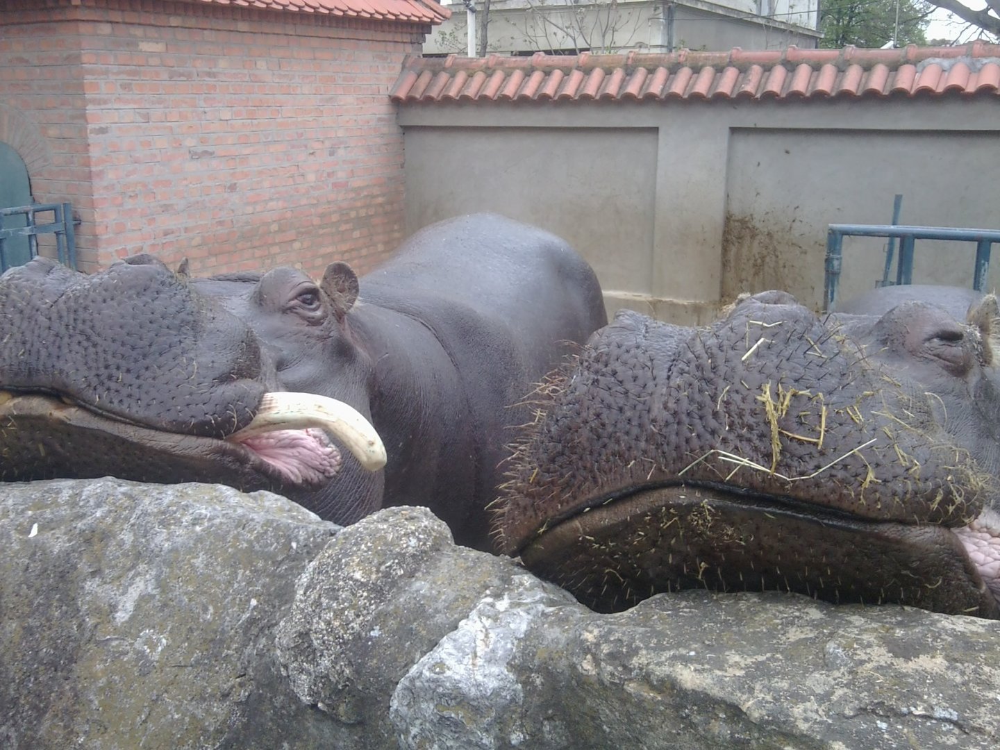 Common hippo (with tusk)