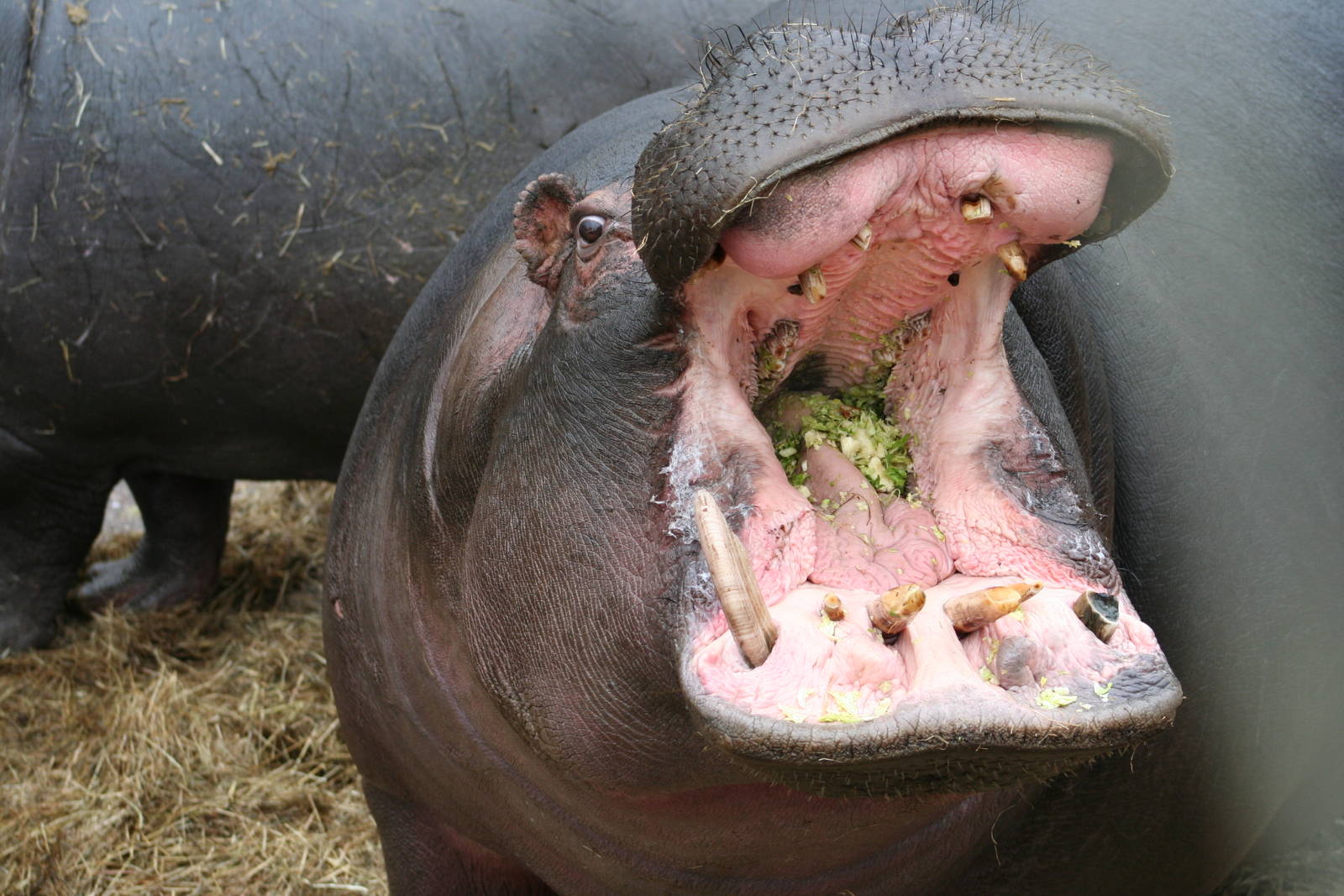 Common Hippo @ WMSP  13.3.06