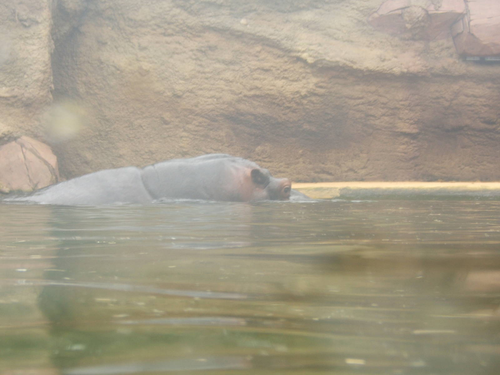 Common Hippo