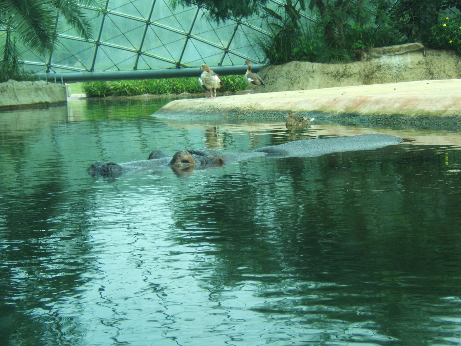 Common Hippo