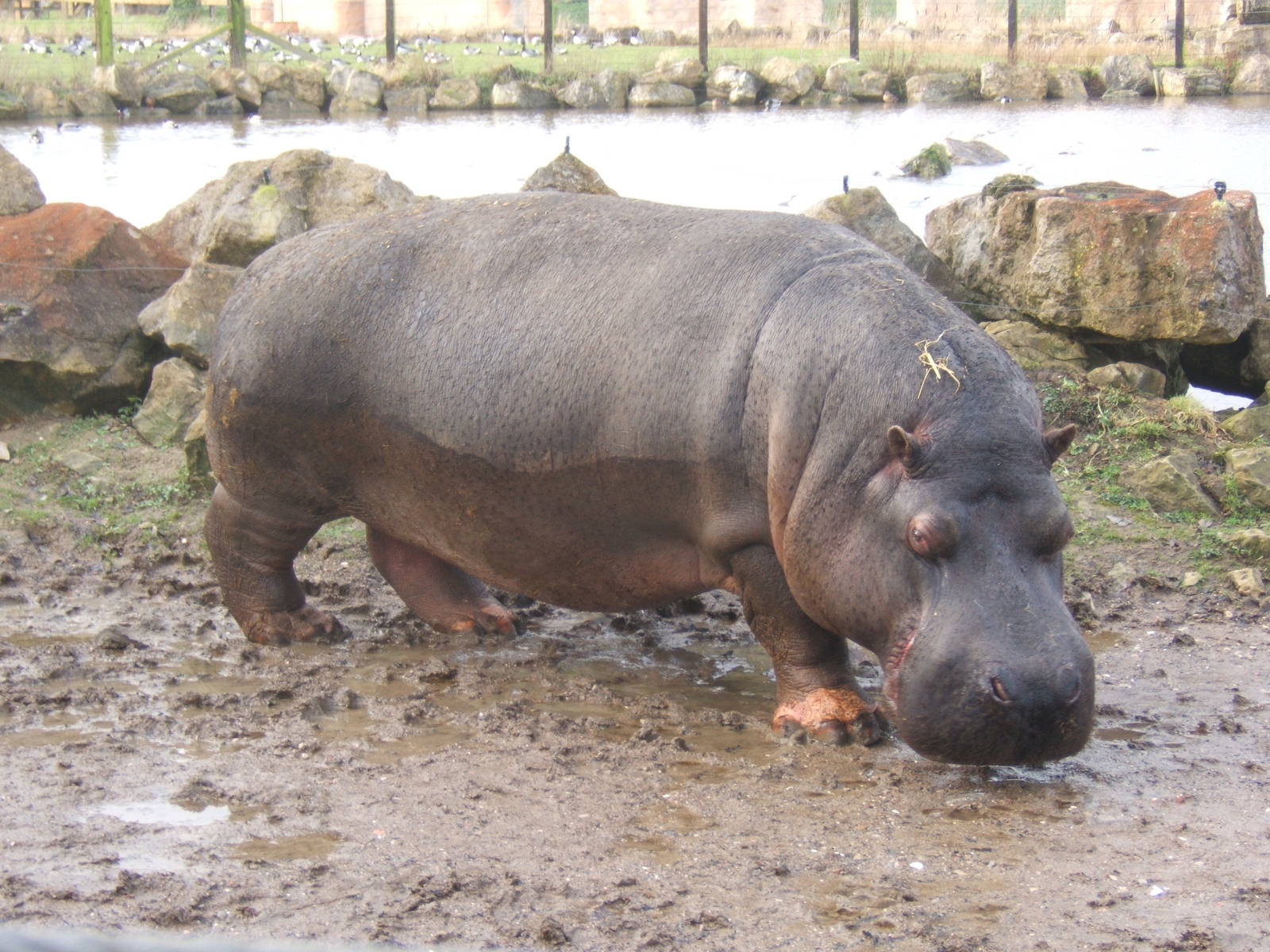 Common Hippo