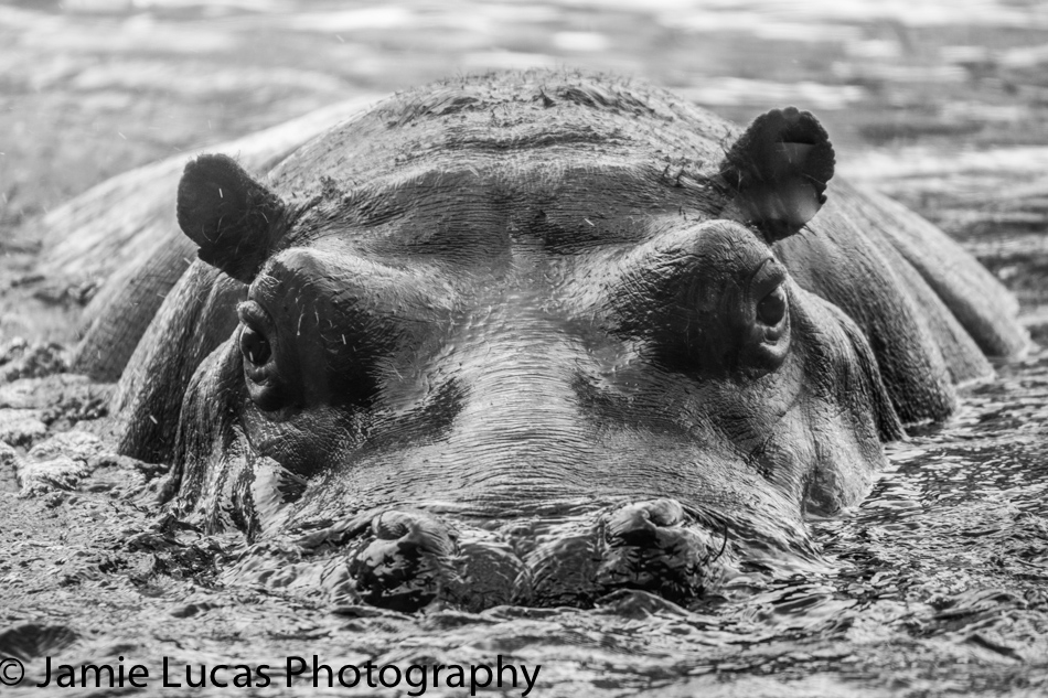 Common Hippo