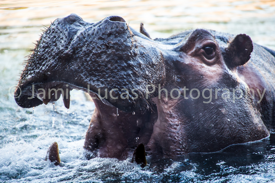 Common Hippo
