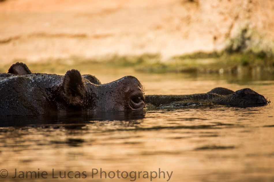 Common Hippo
