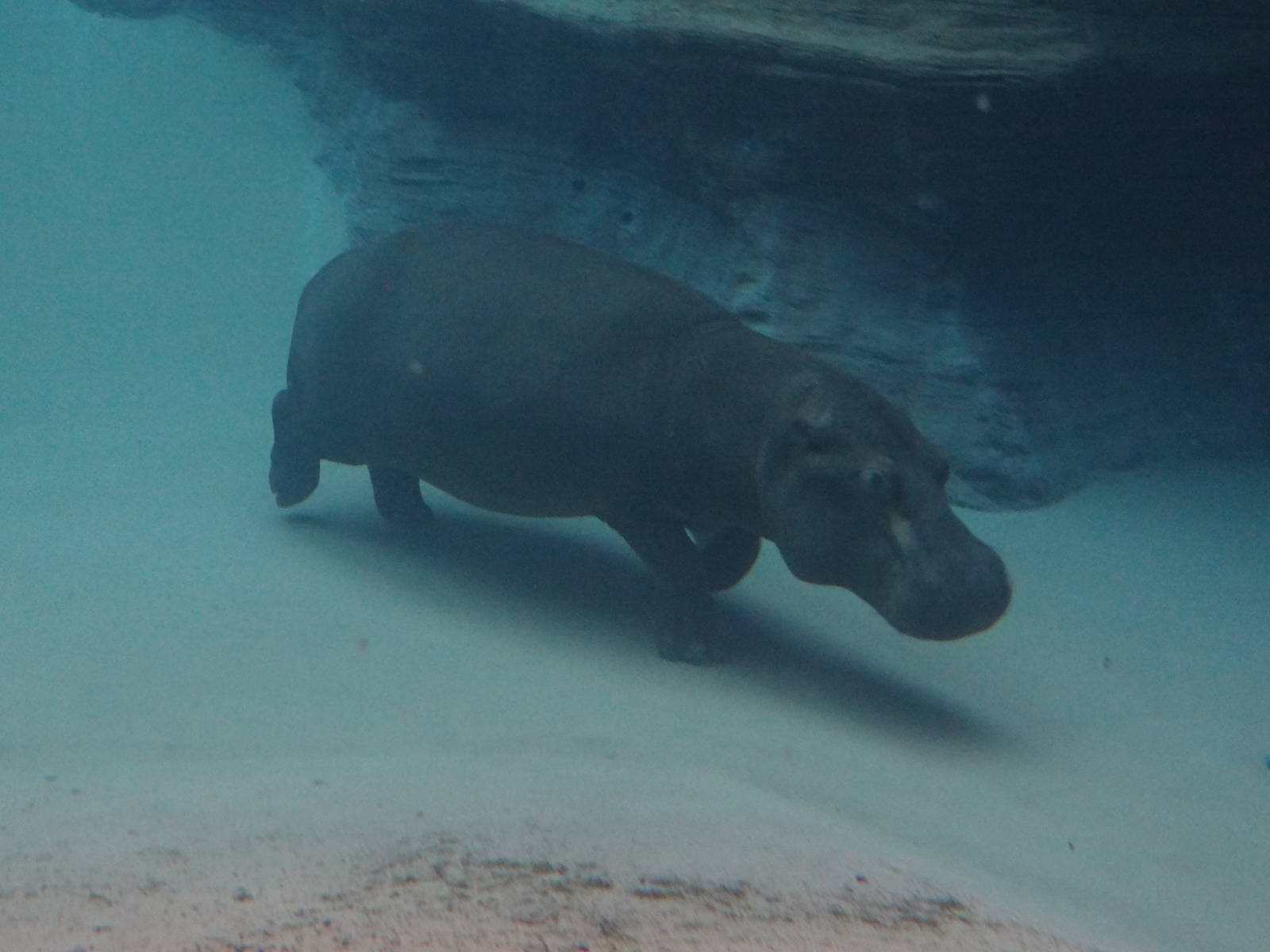 Common Hippo