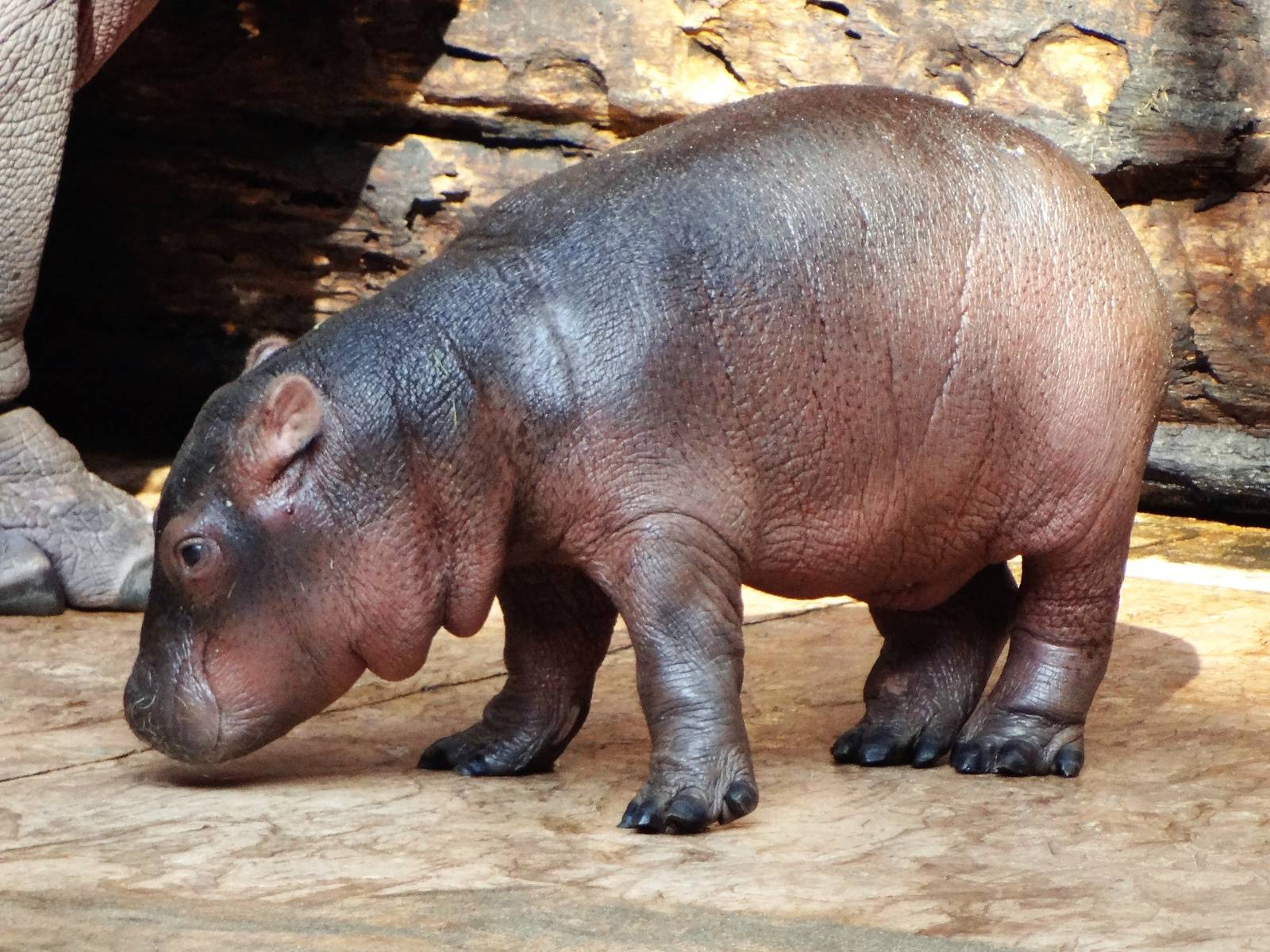 Common Hippo