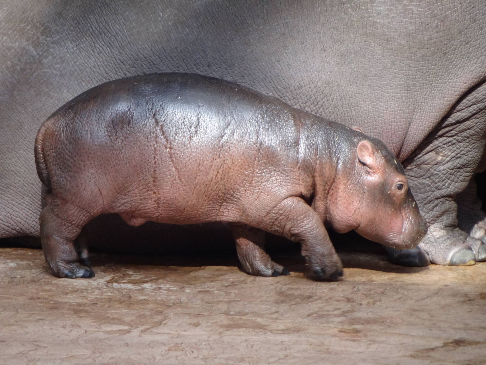 Common Hippo