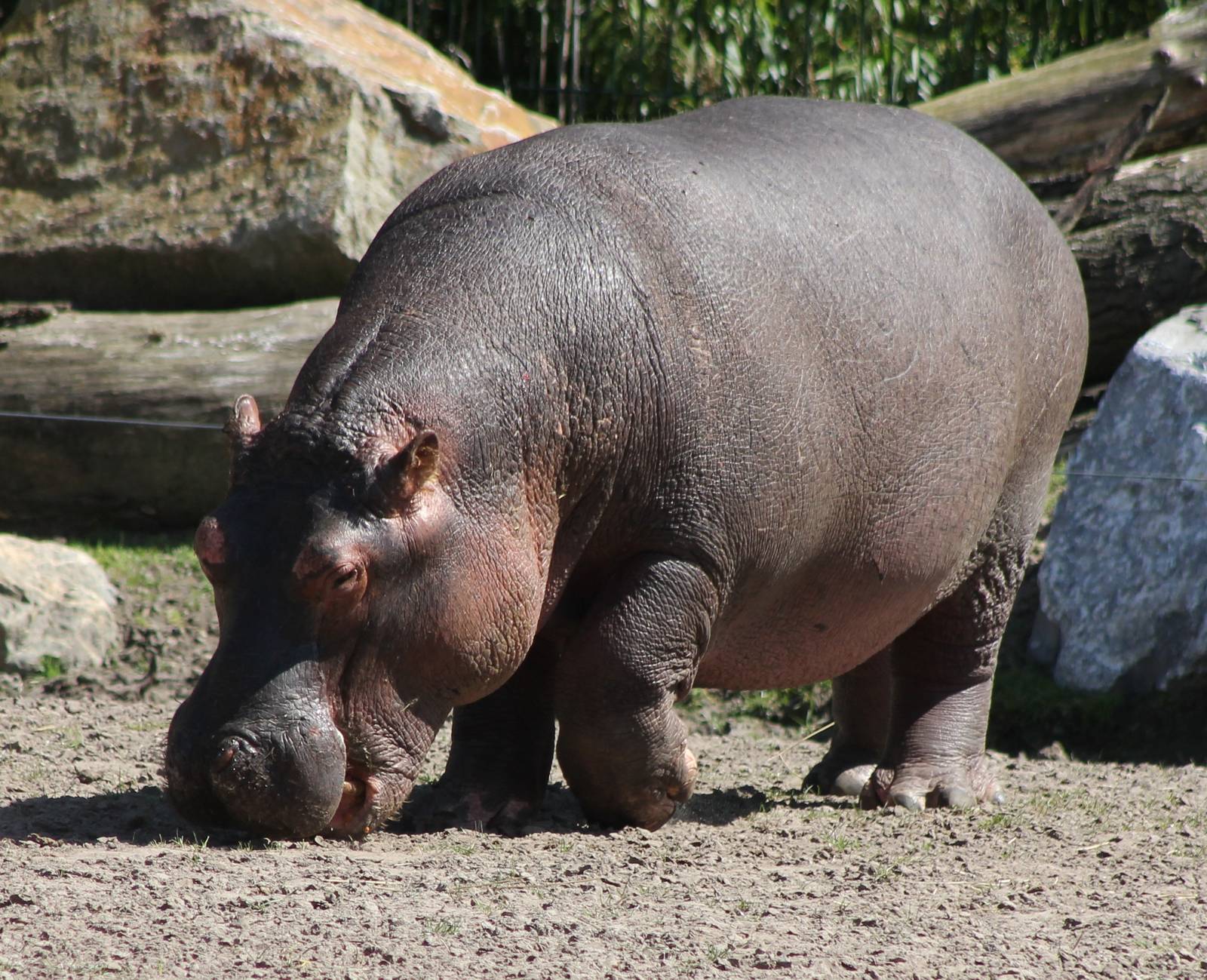 Common hippo