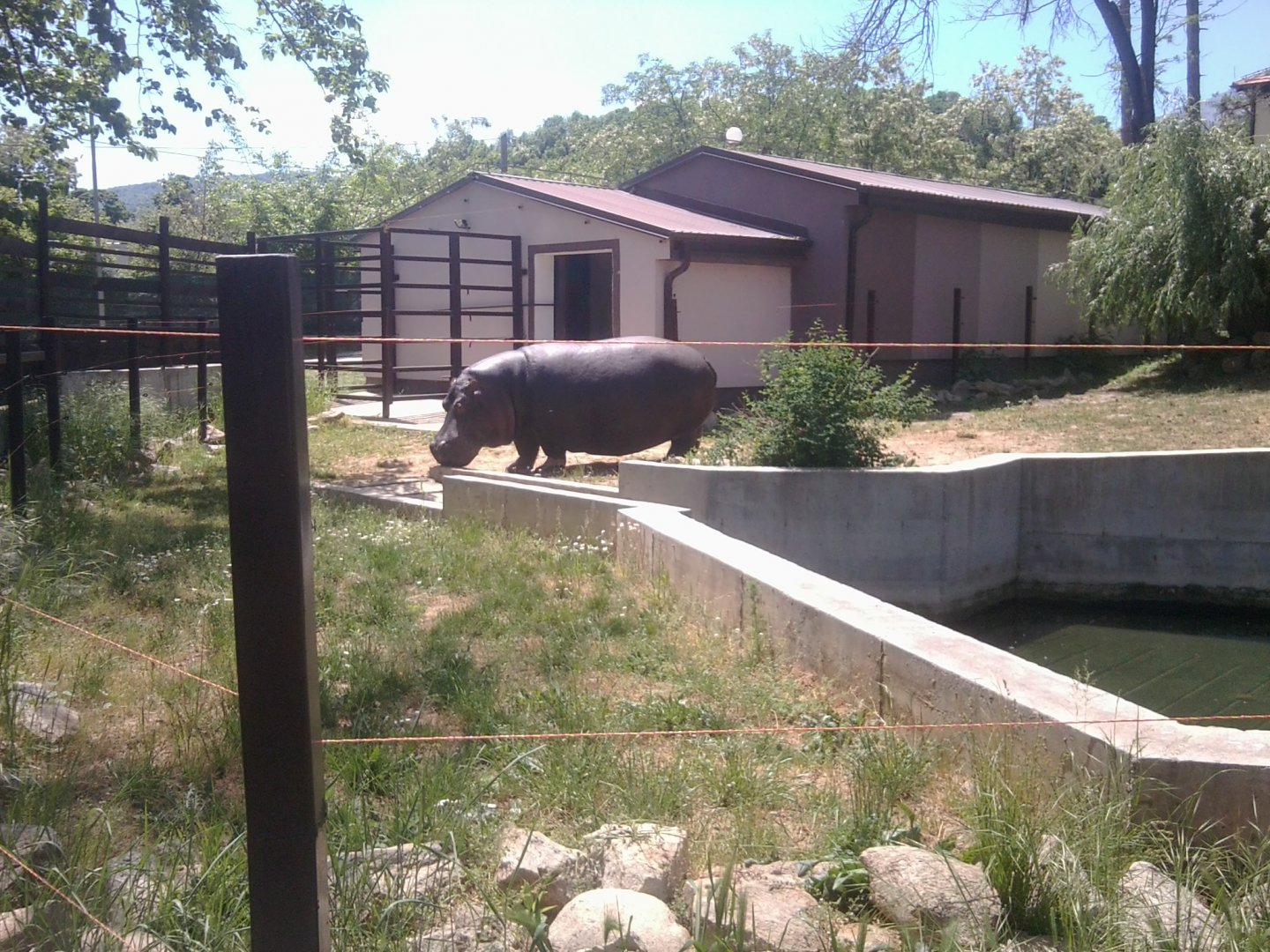 Common hippo