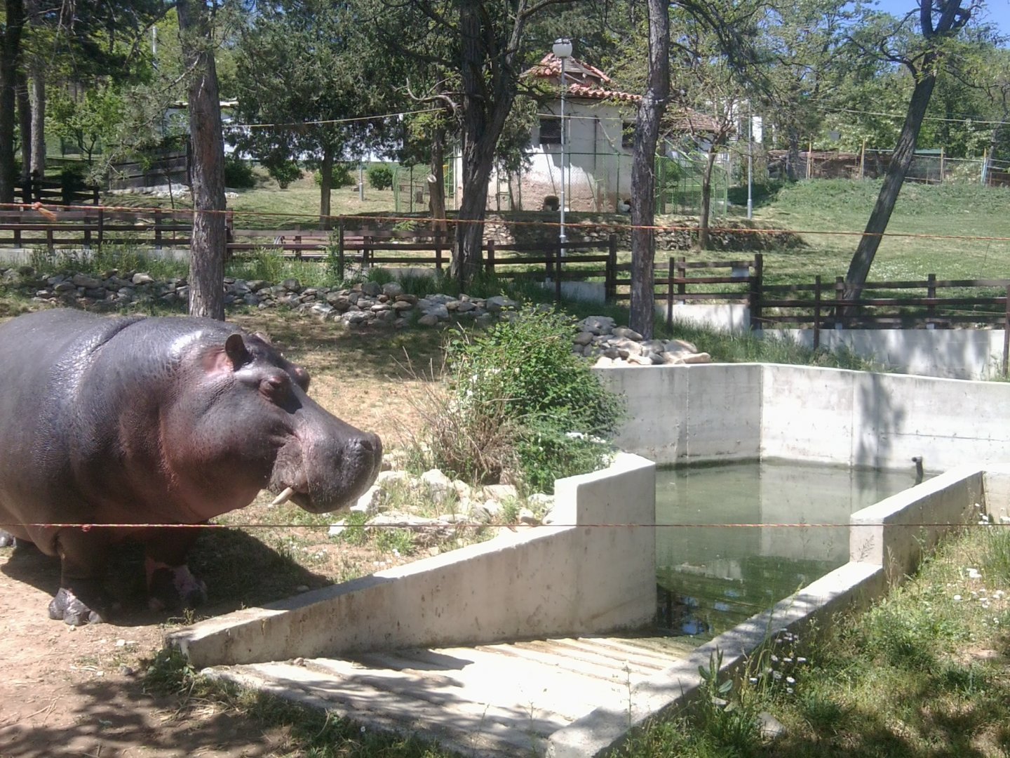 Common hippo