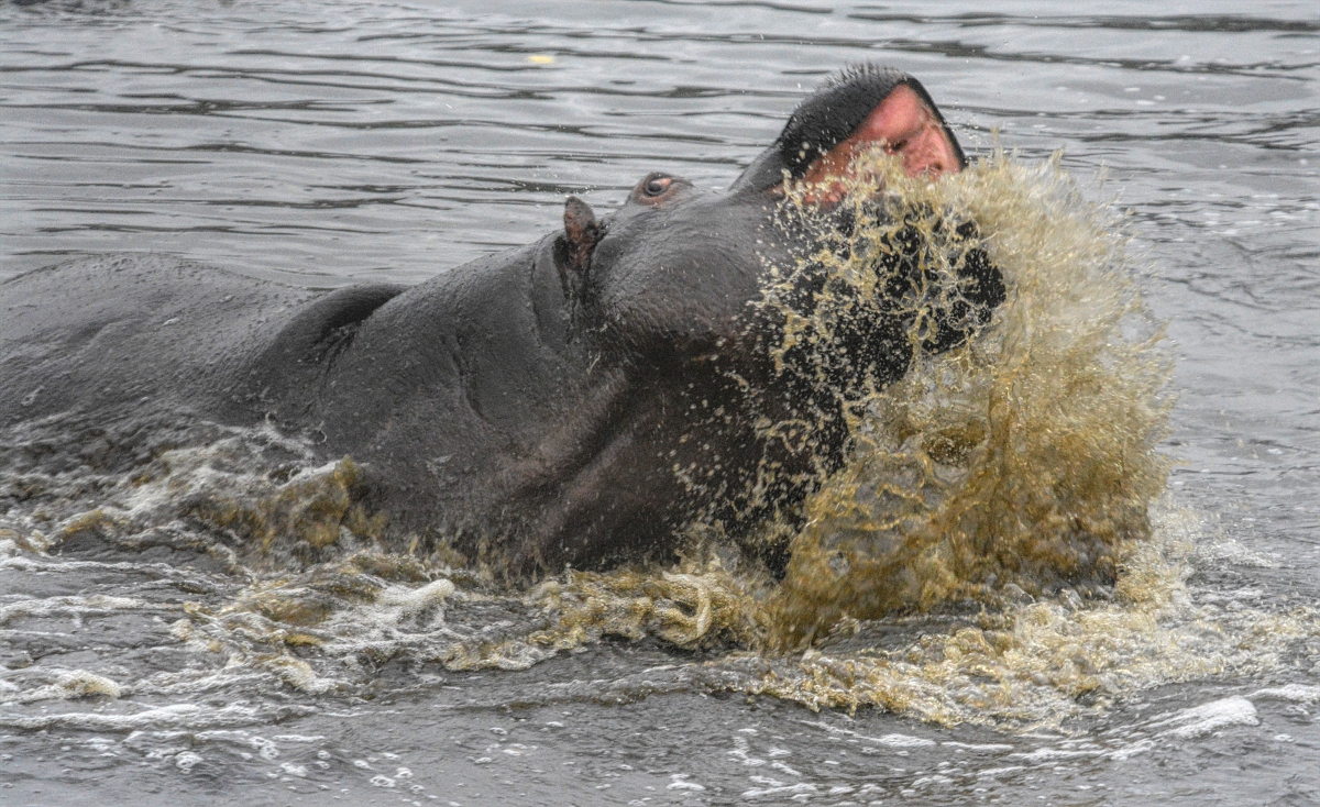 Common Hippo