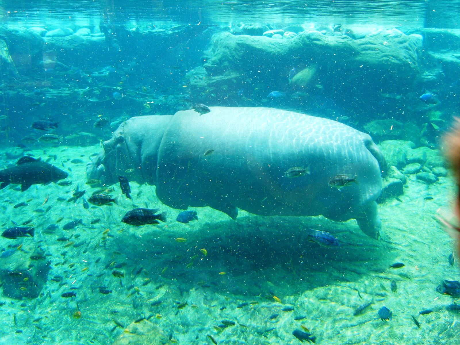 Common Hippo