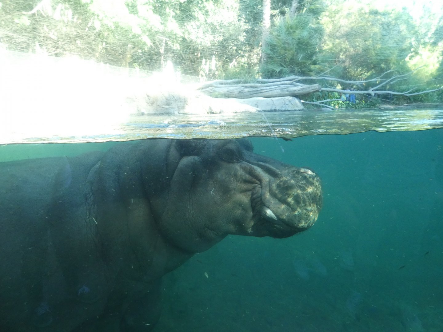 Common Hippo
