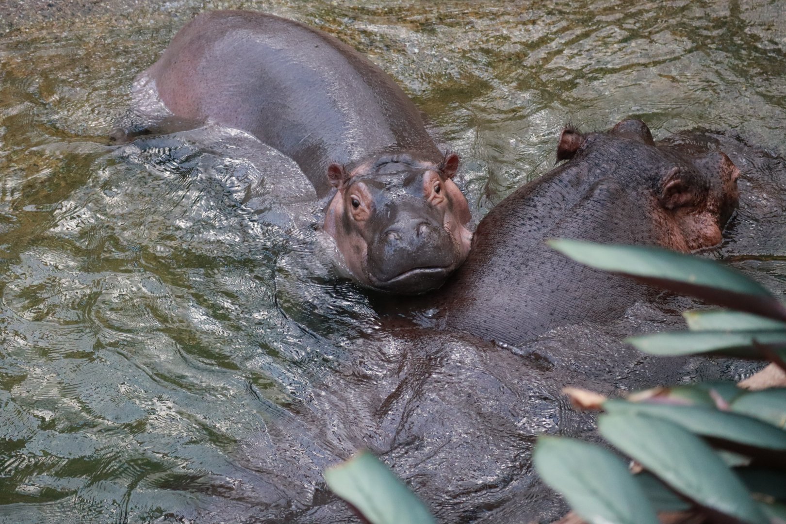 Common hippo