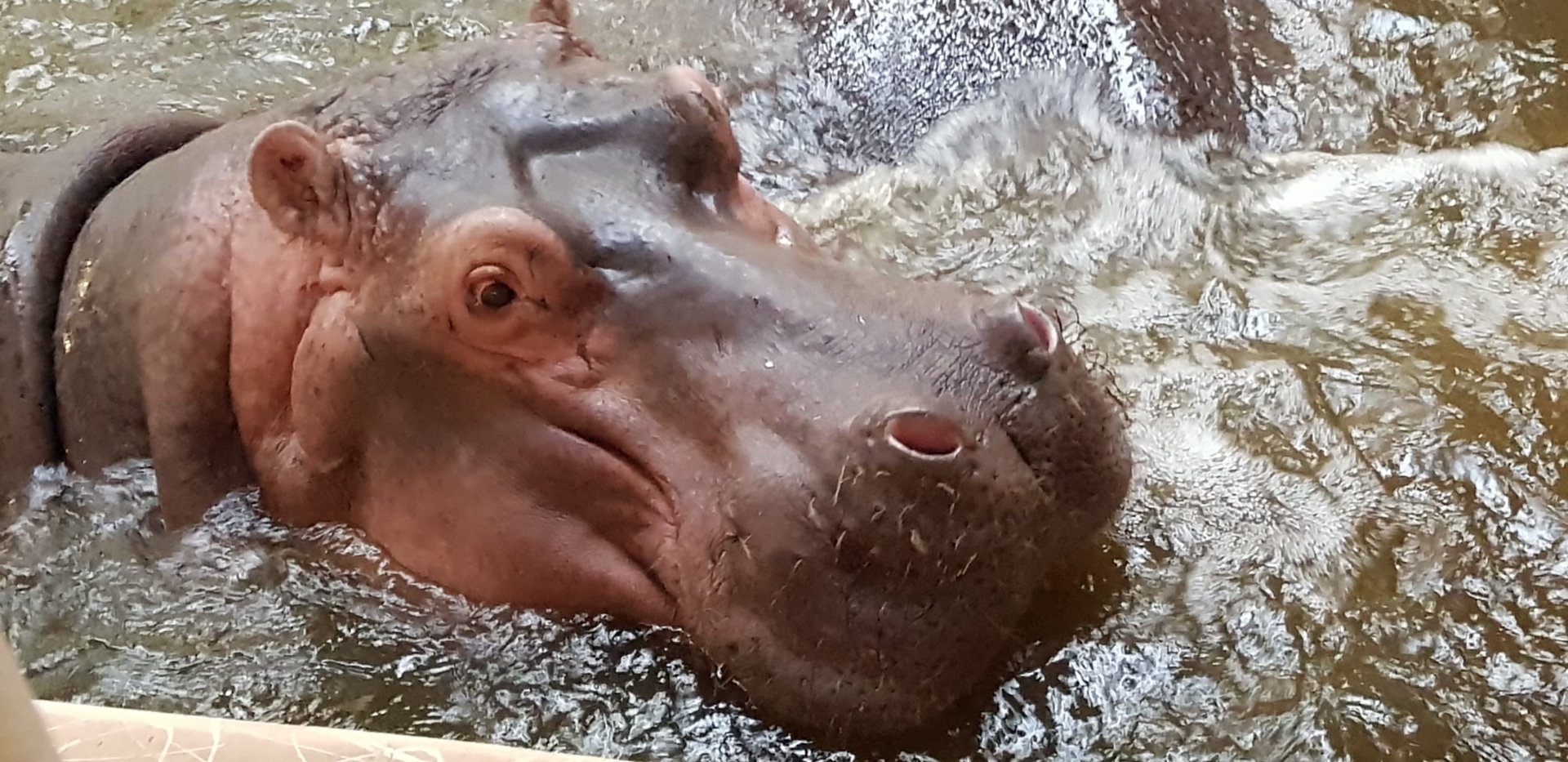 Common hippo