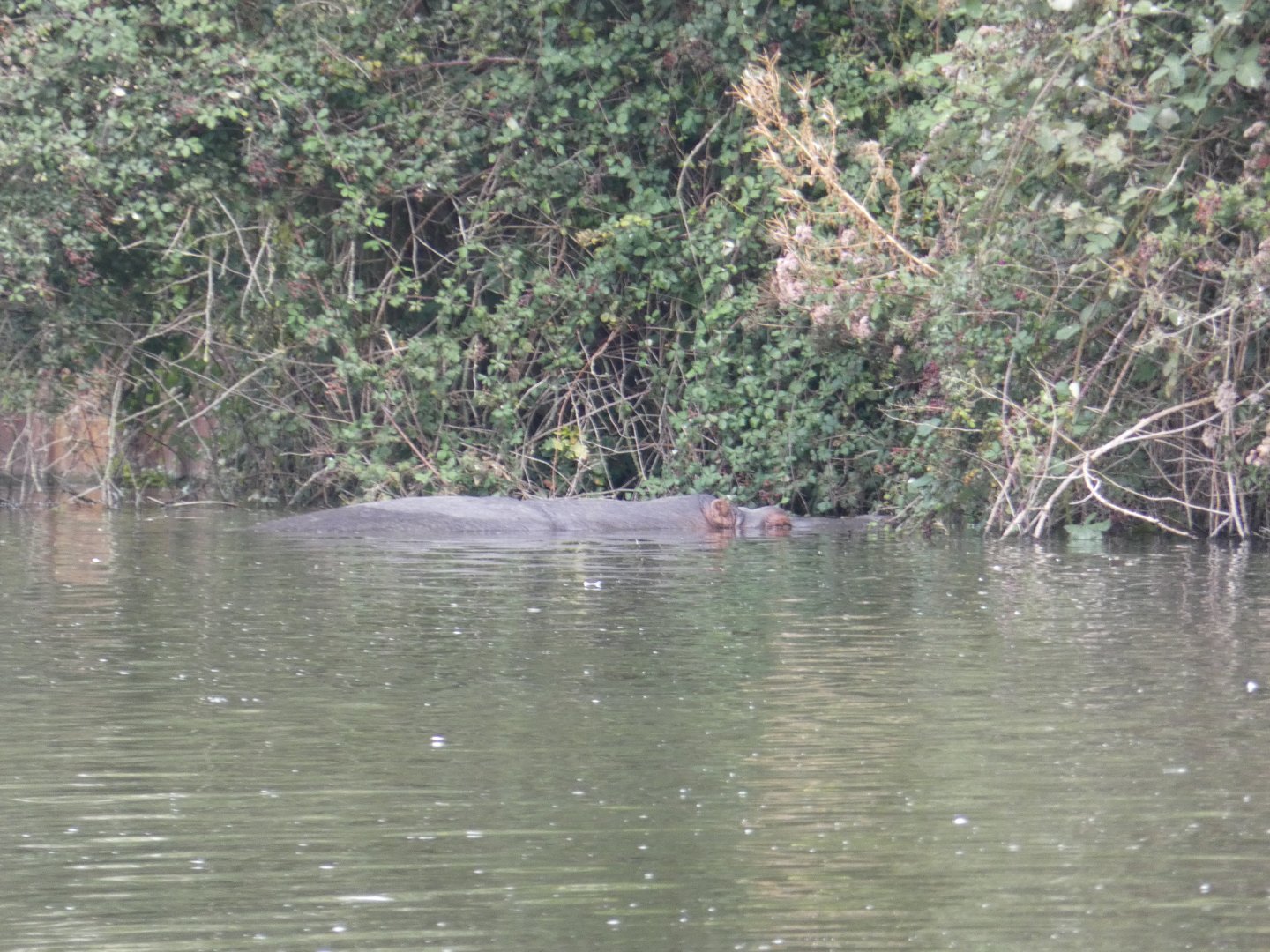 Common Hippo