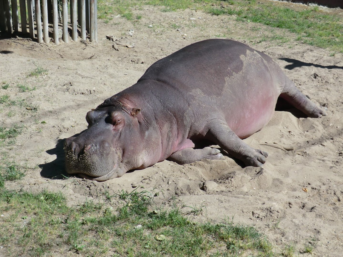 Common Hippo