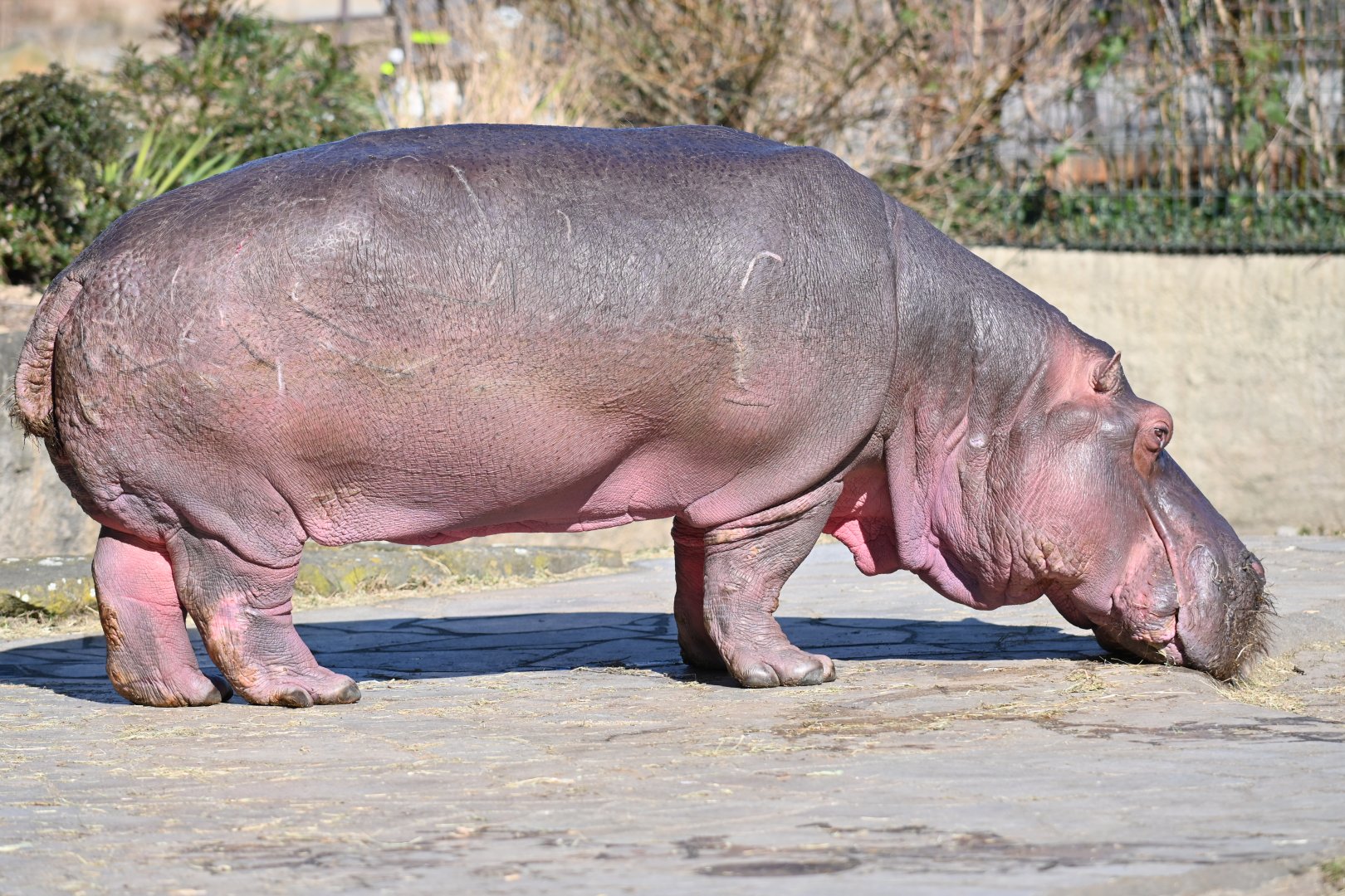 Common Hippo
