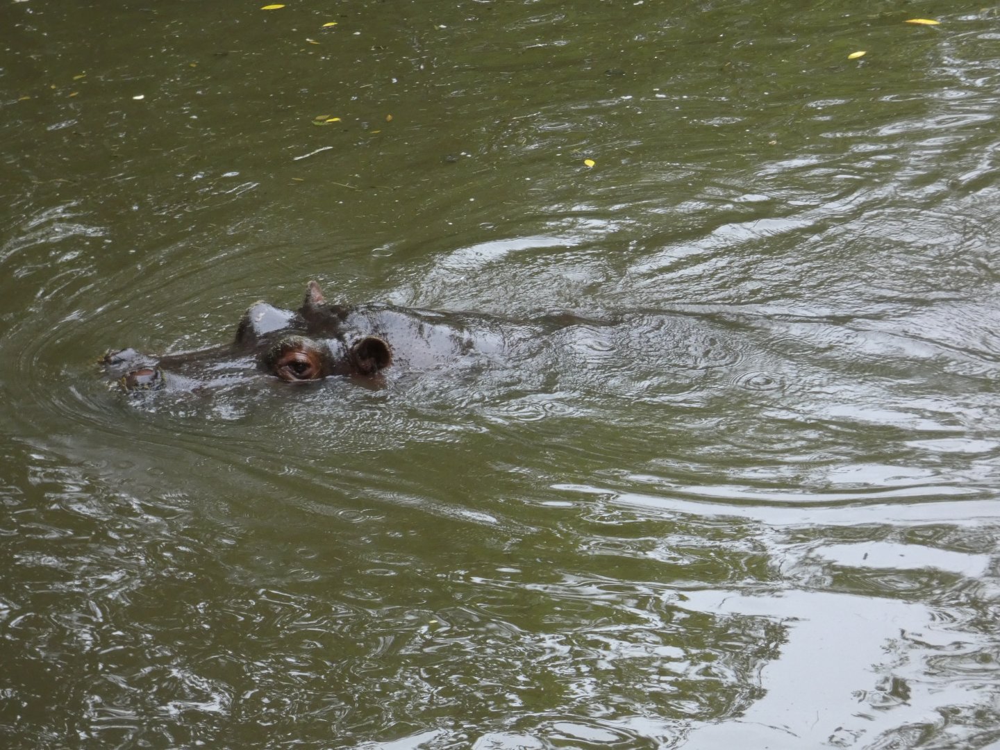 Common hippo