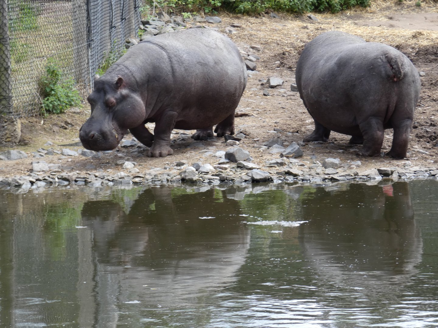Common hippo