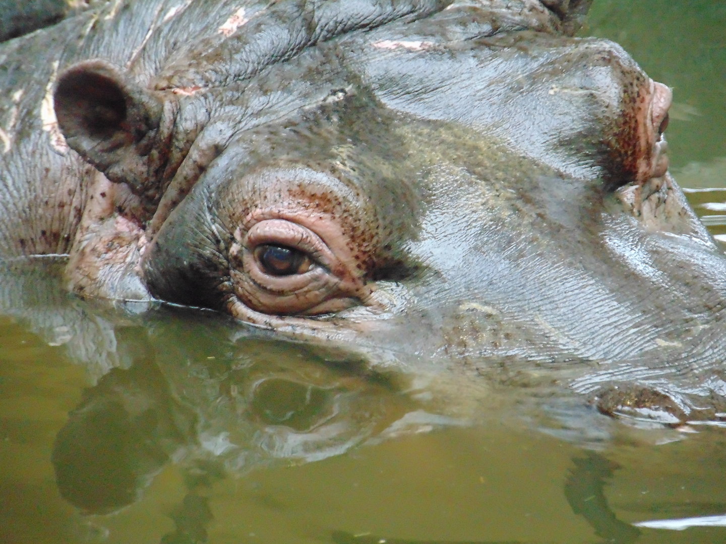 Common Hippo