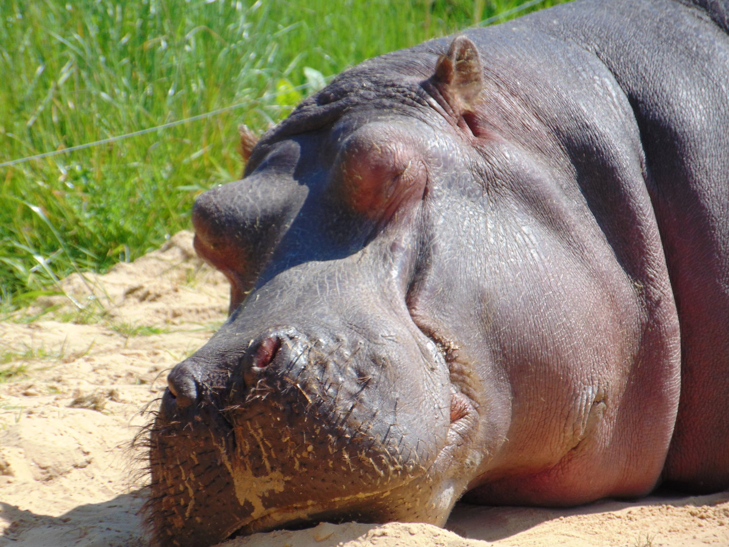 Common Hippo