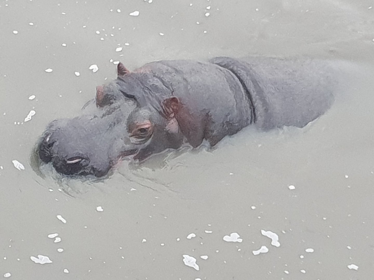 Common Hippo