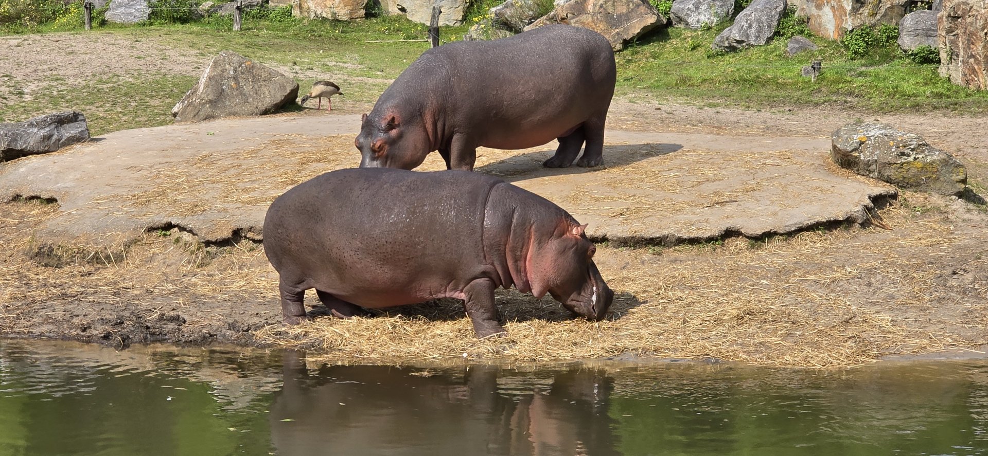 Common hippo