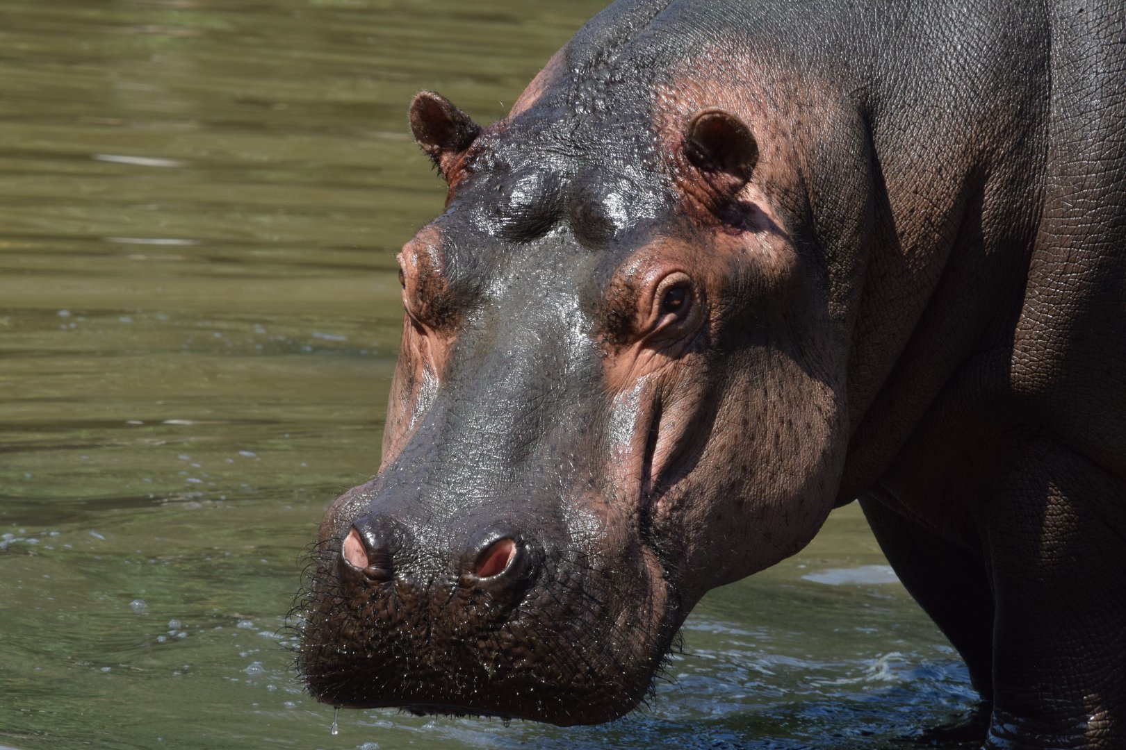 Common hippo