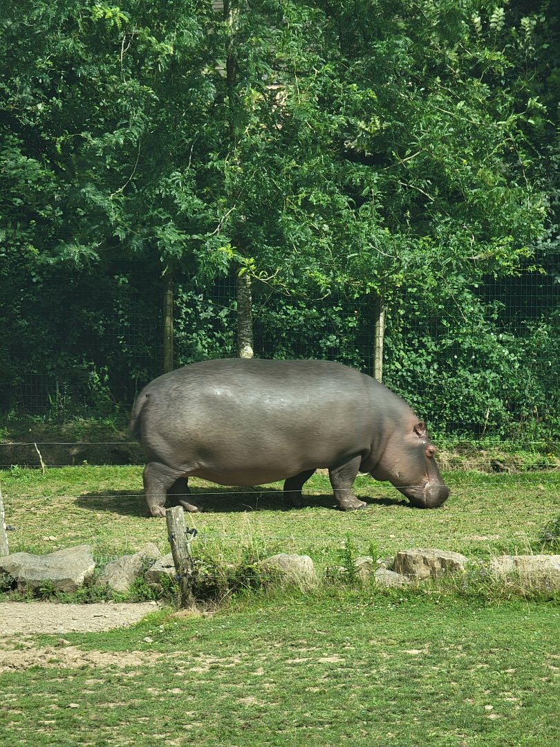 Common Hippo