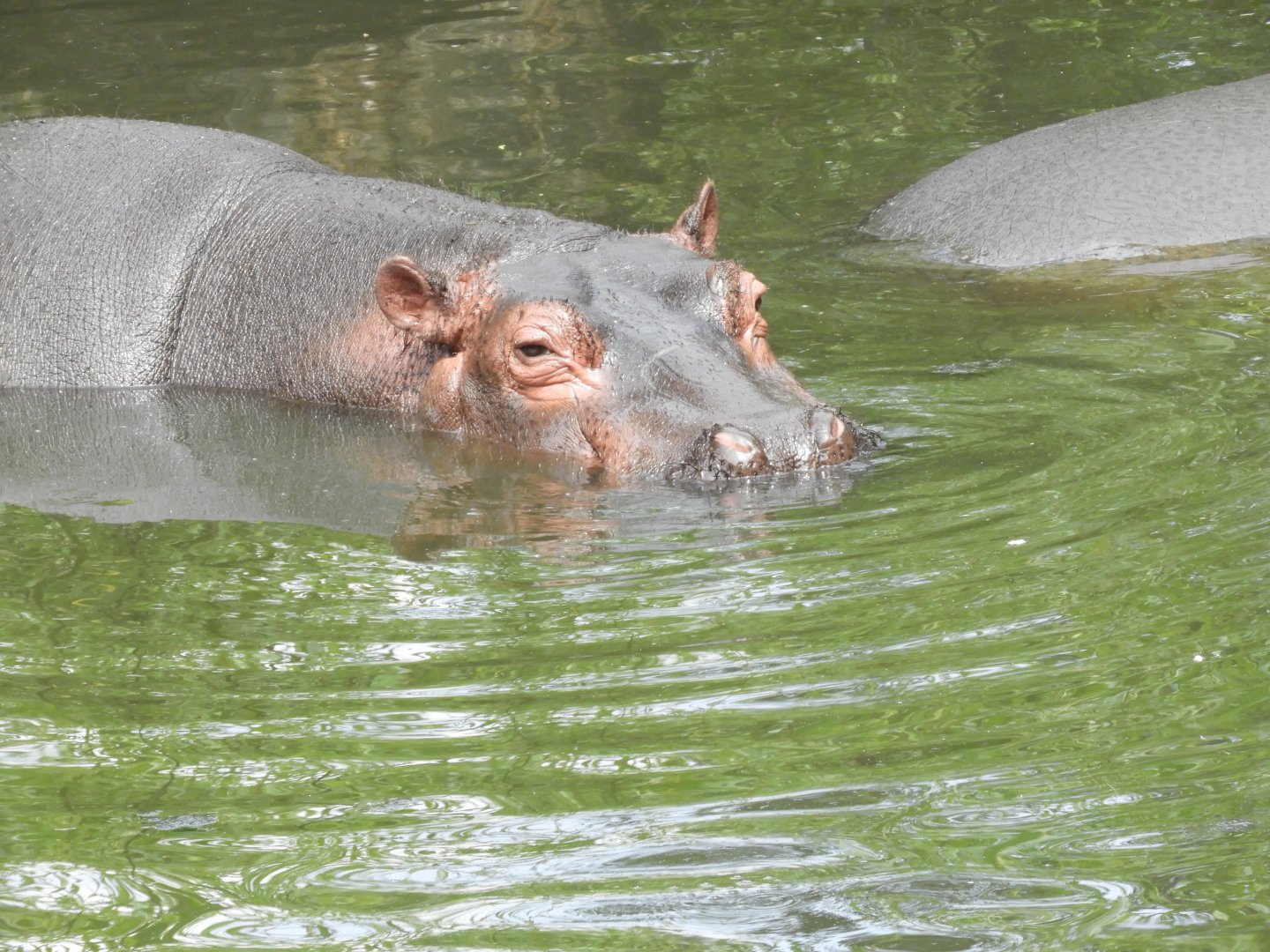Common hippo
