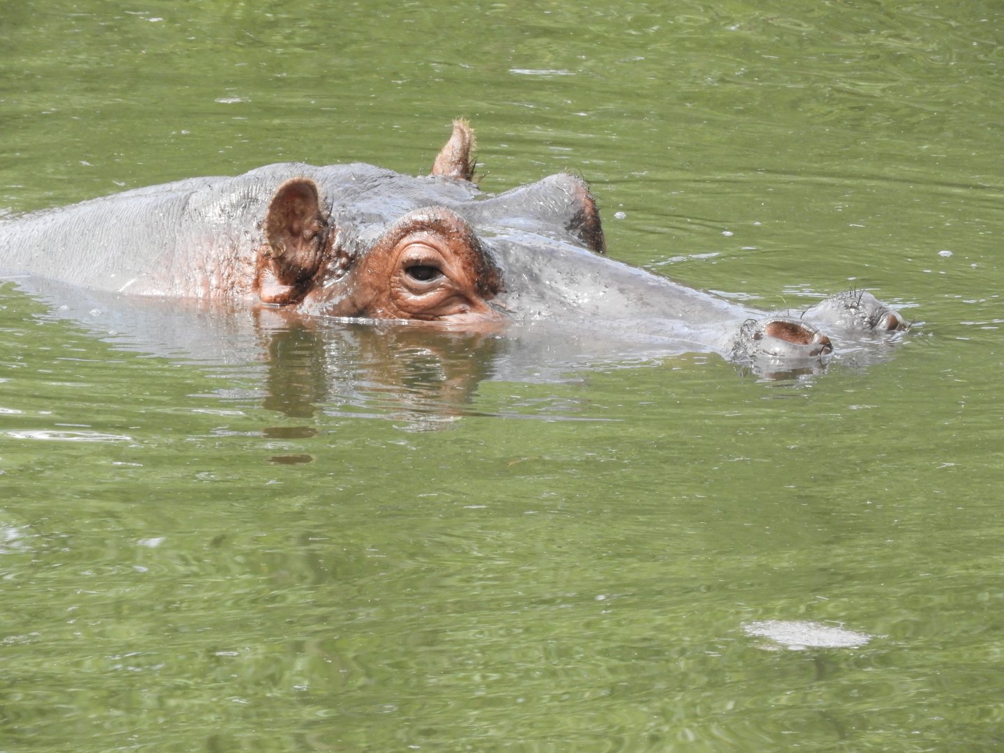 Common hippo