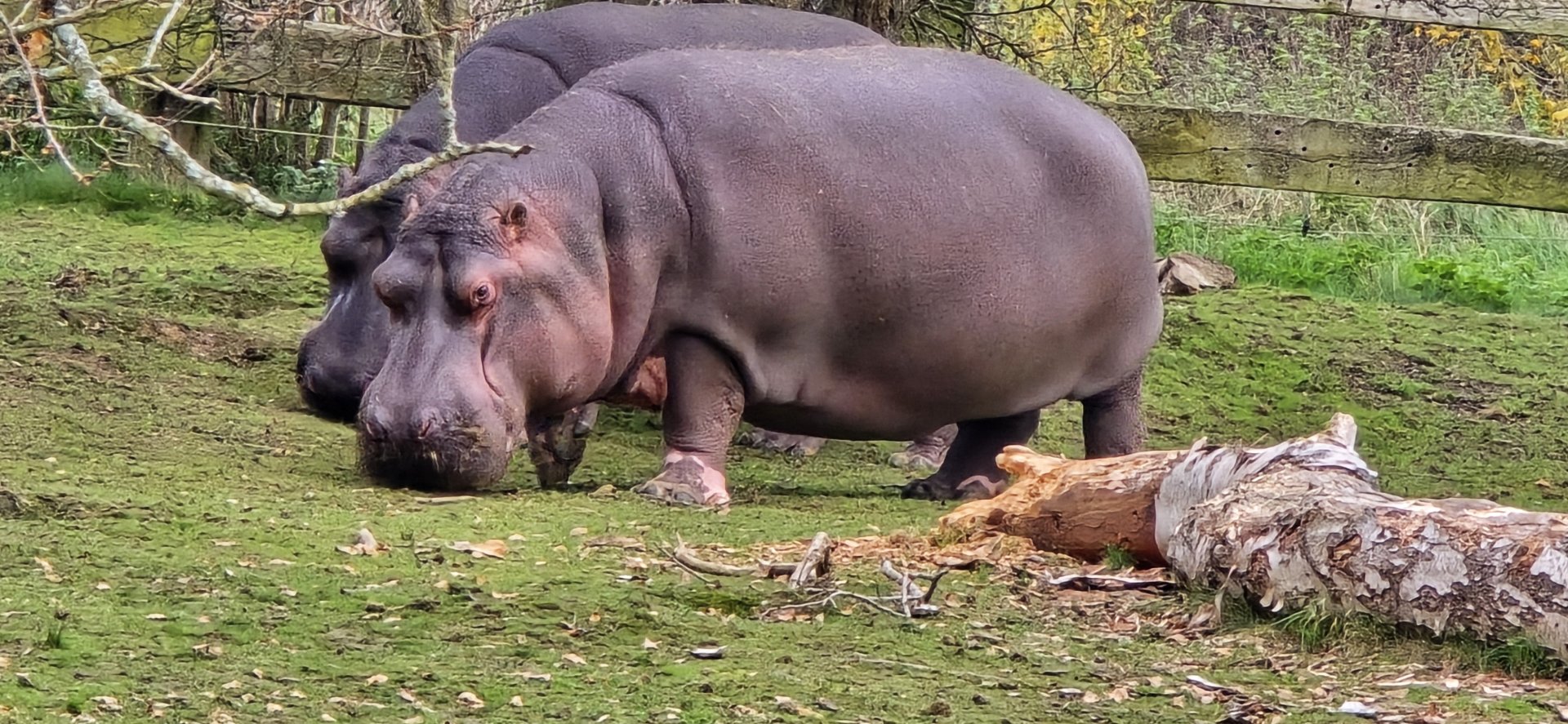 Common hippo