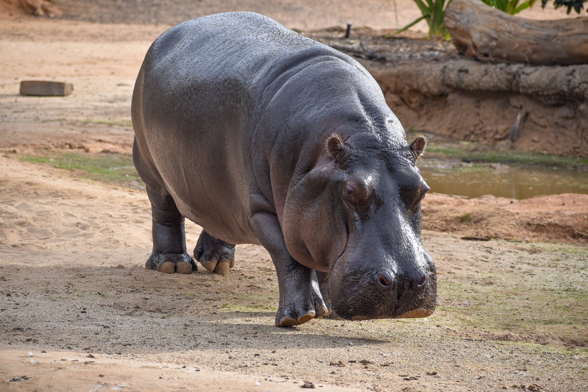 Common Hippo