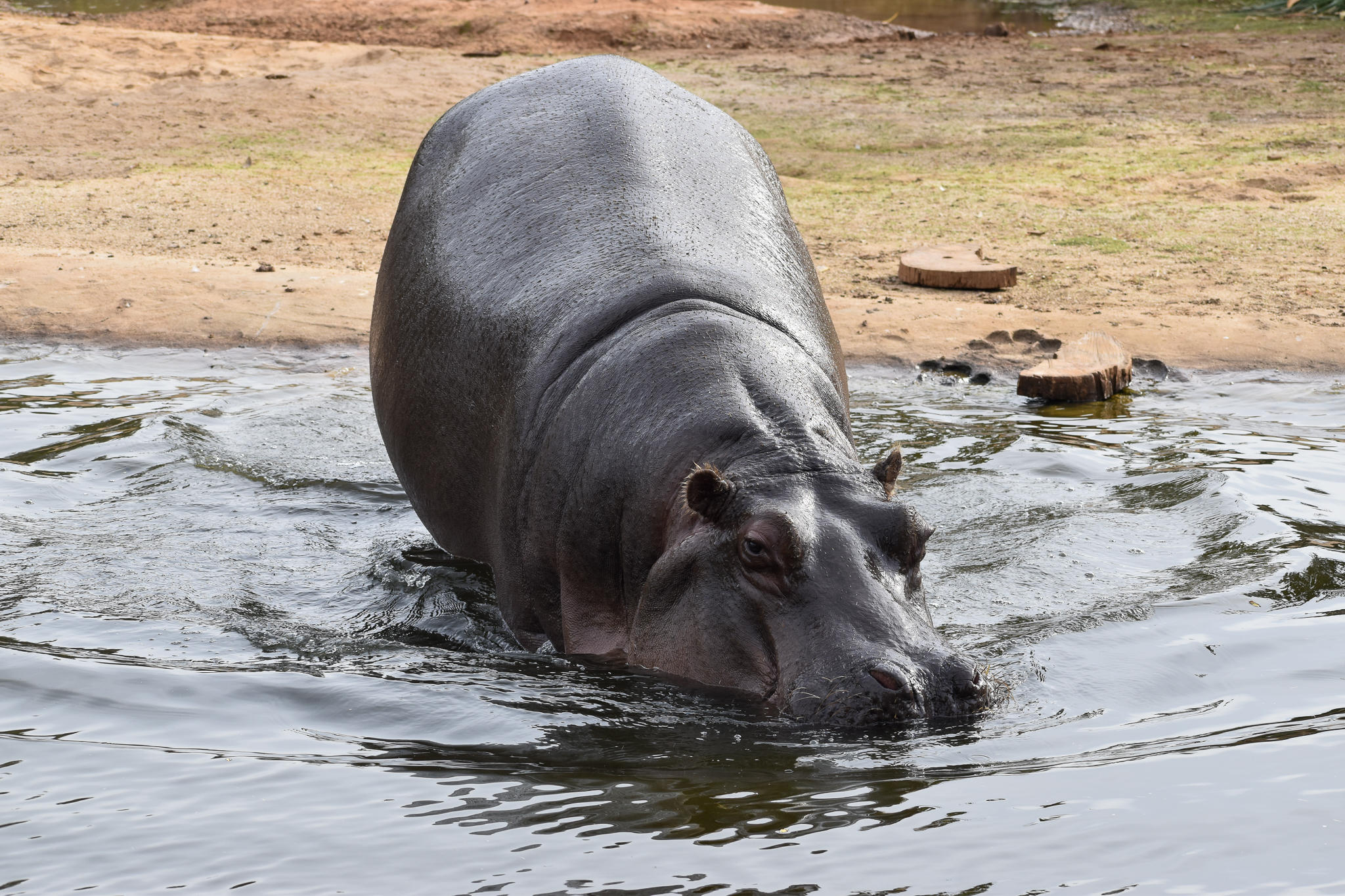 Common Hippo