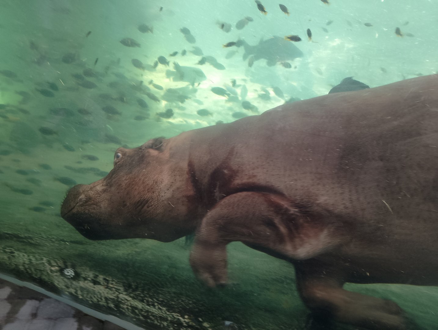 Common hippo