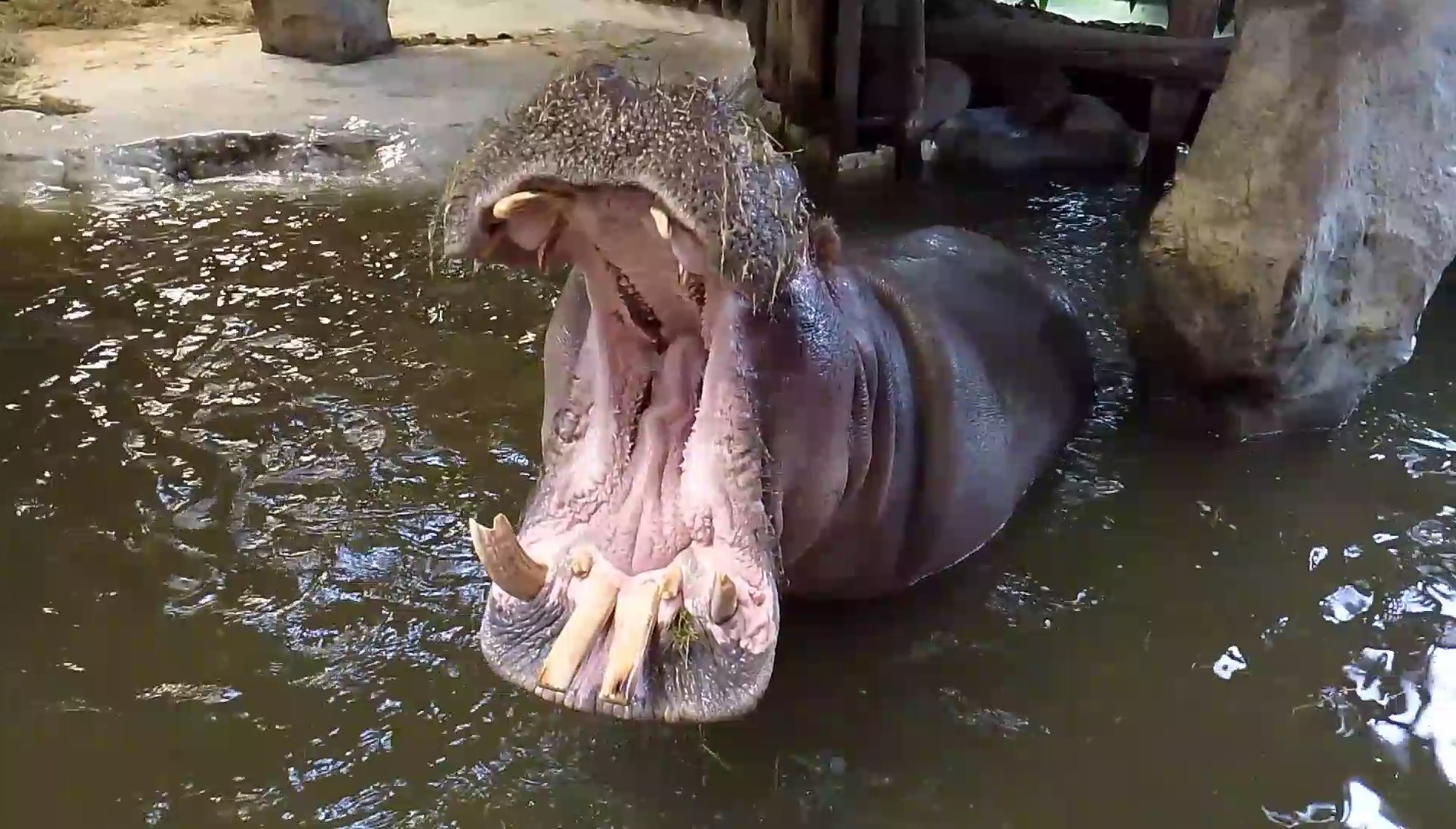 Common hippo