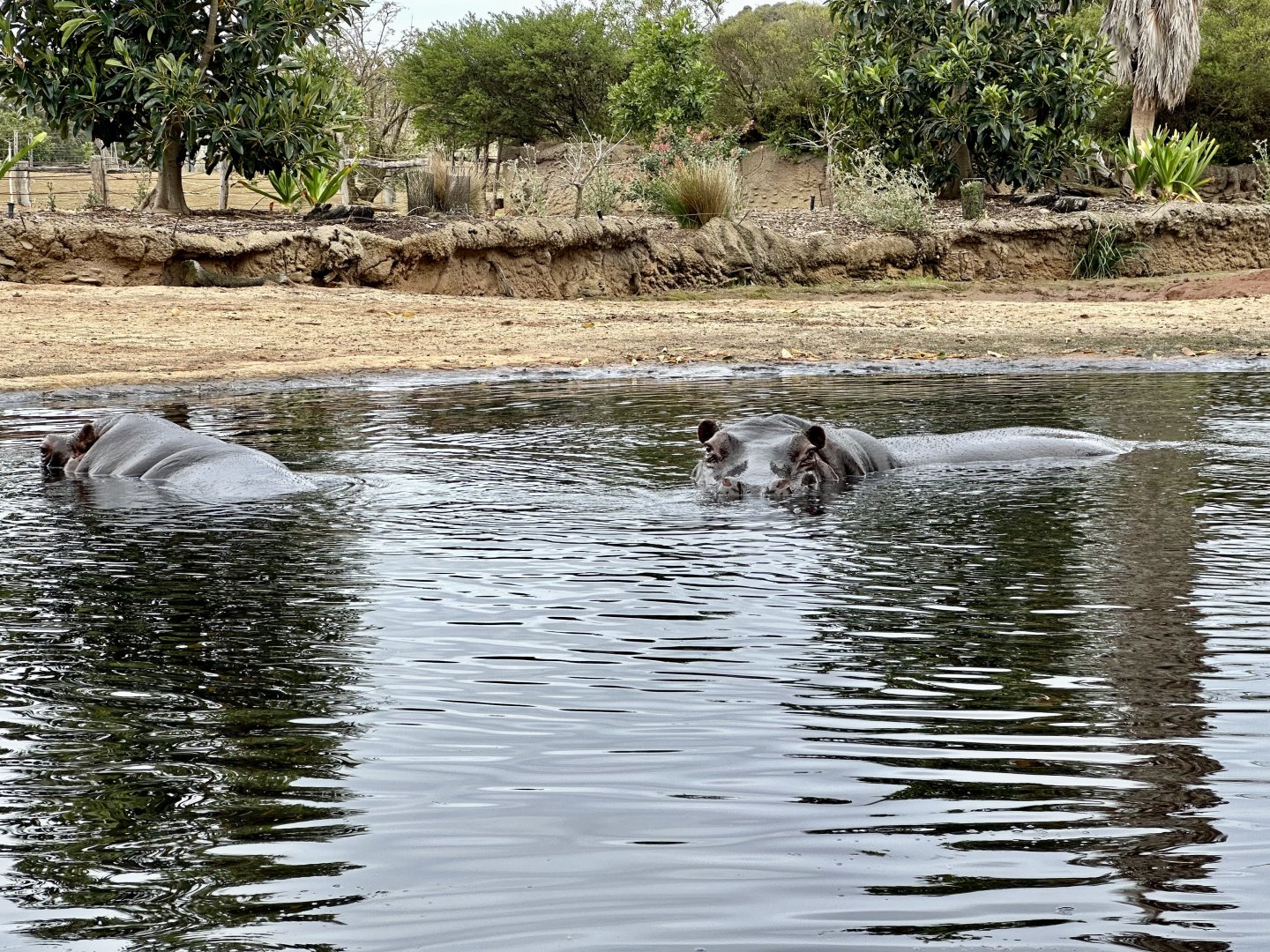 Common hippopotami (Hippopotamus amphibius)