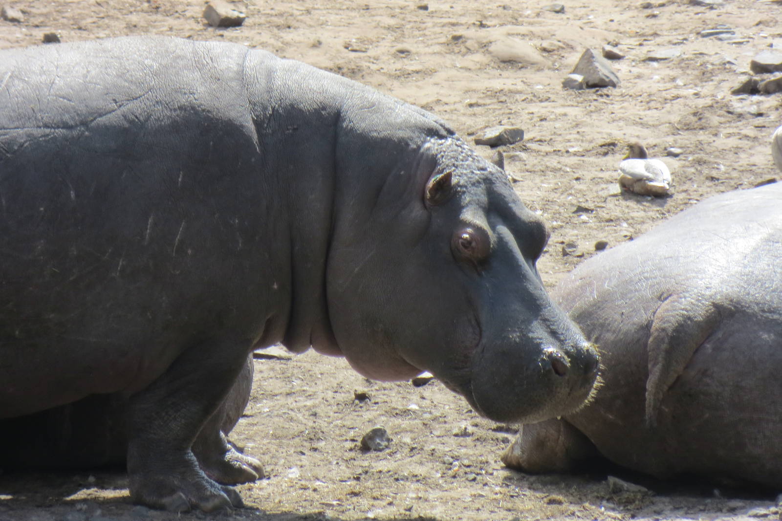common hippopotamus 120813