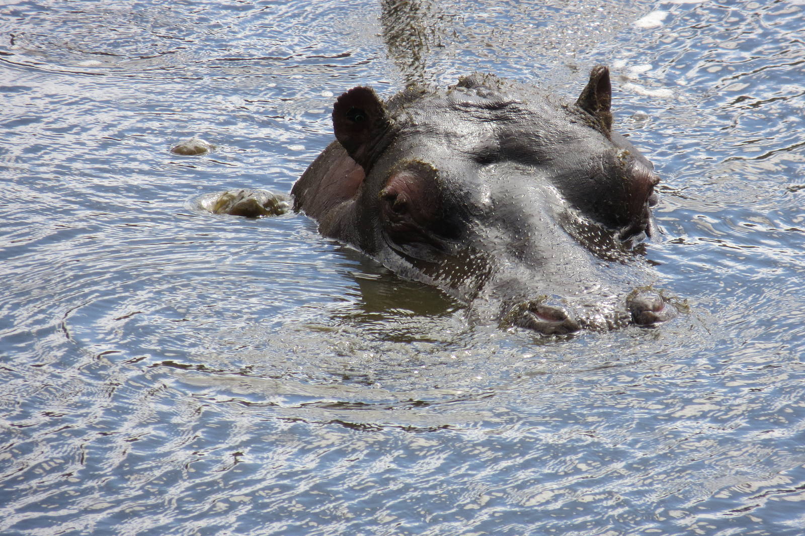 common hippopotamus 120813