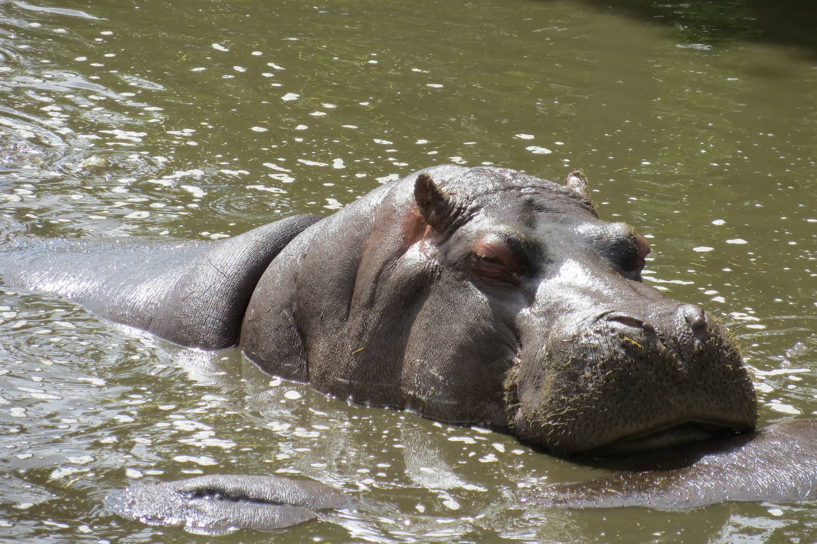 common hippopotamus 120813