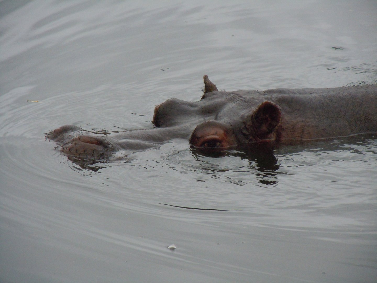 Common Hippopotamus 130720