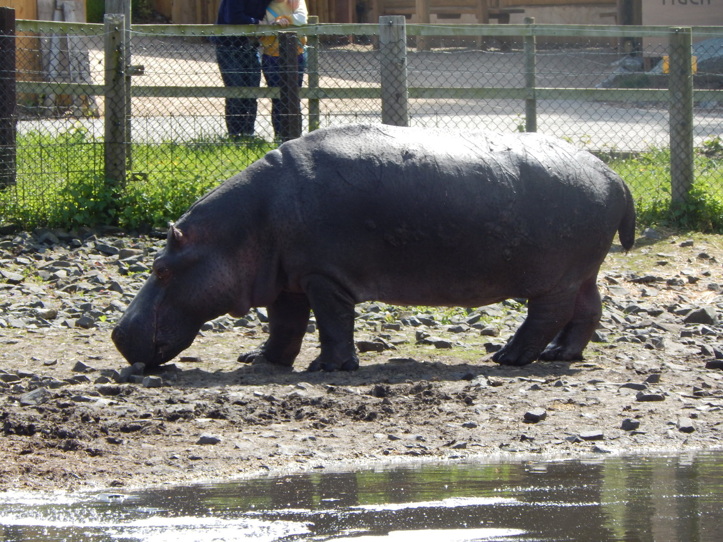 Common hippopotamus 150523