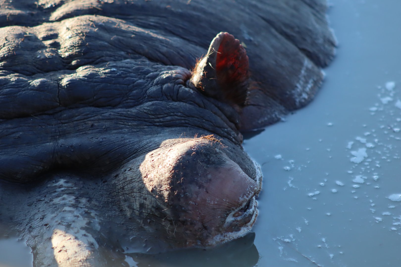 Common Hippopotamus - 19 January 2020
