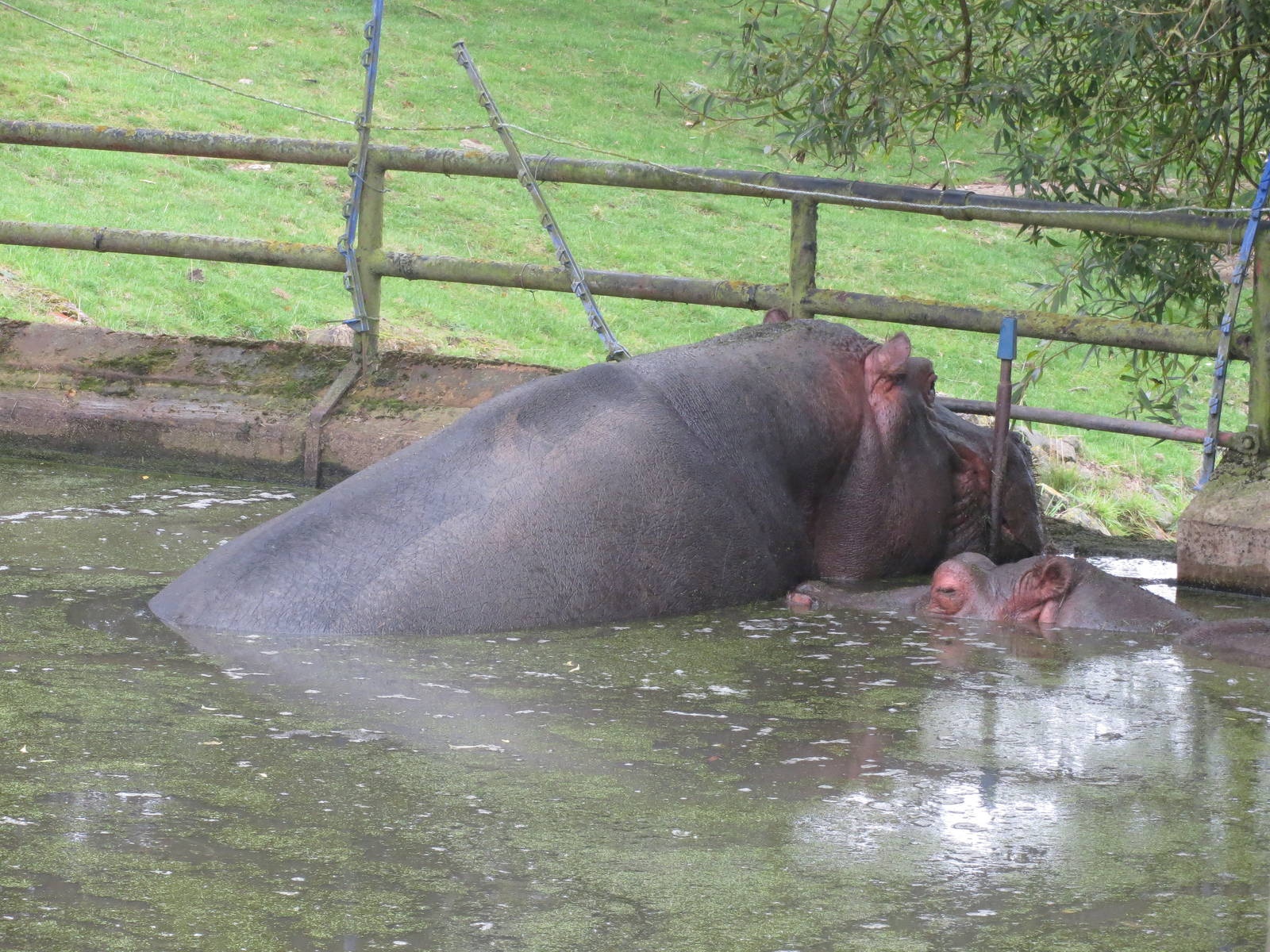 common hippopotamus 210913