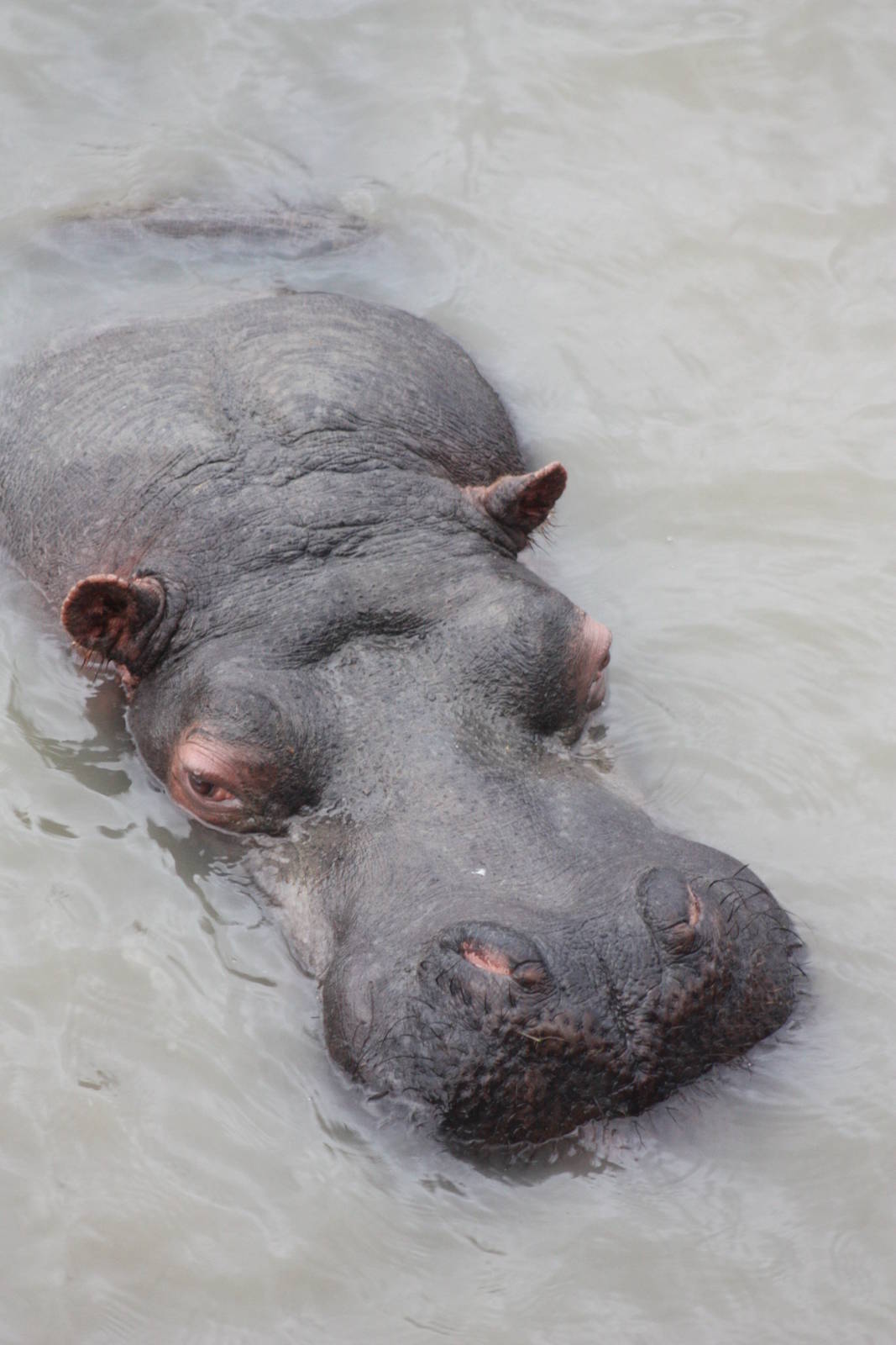 Common Hippopotamus, 22nd December 2014