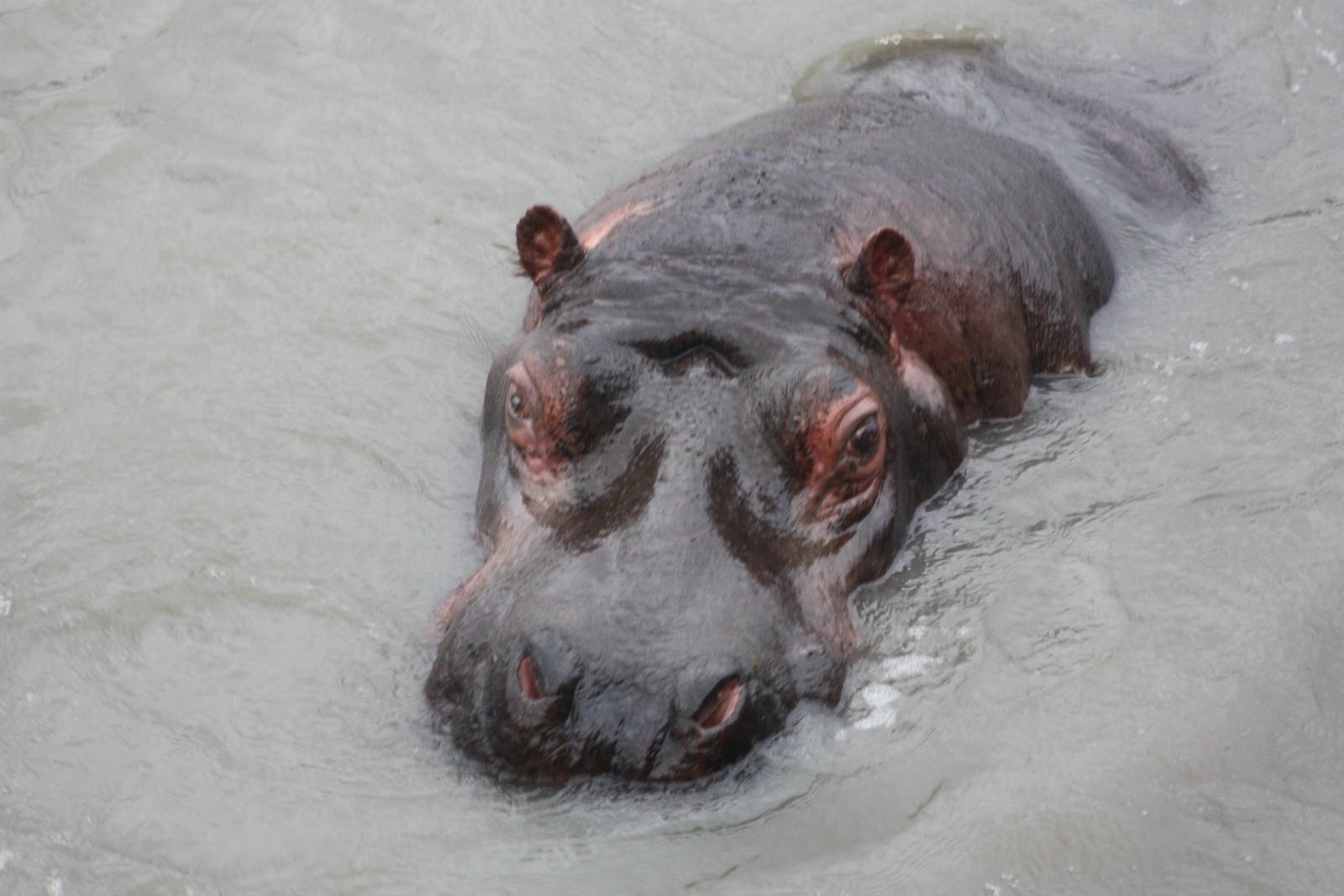 Common Hippopotamus, 22nd December 2014