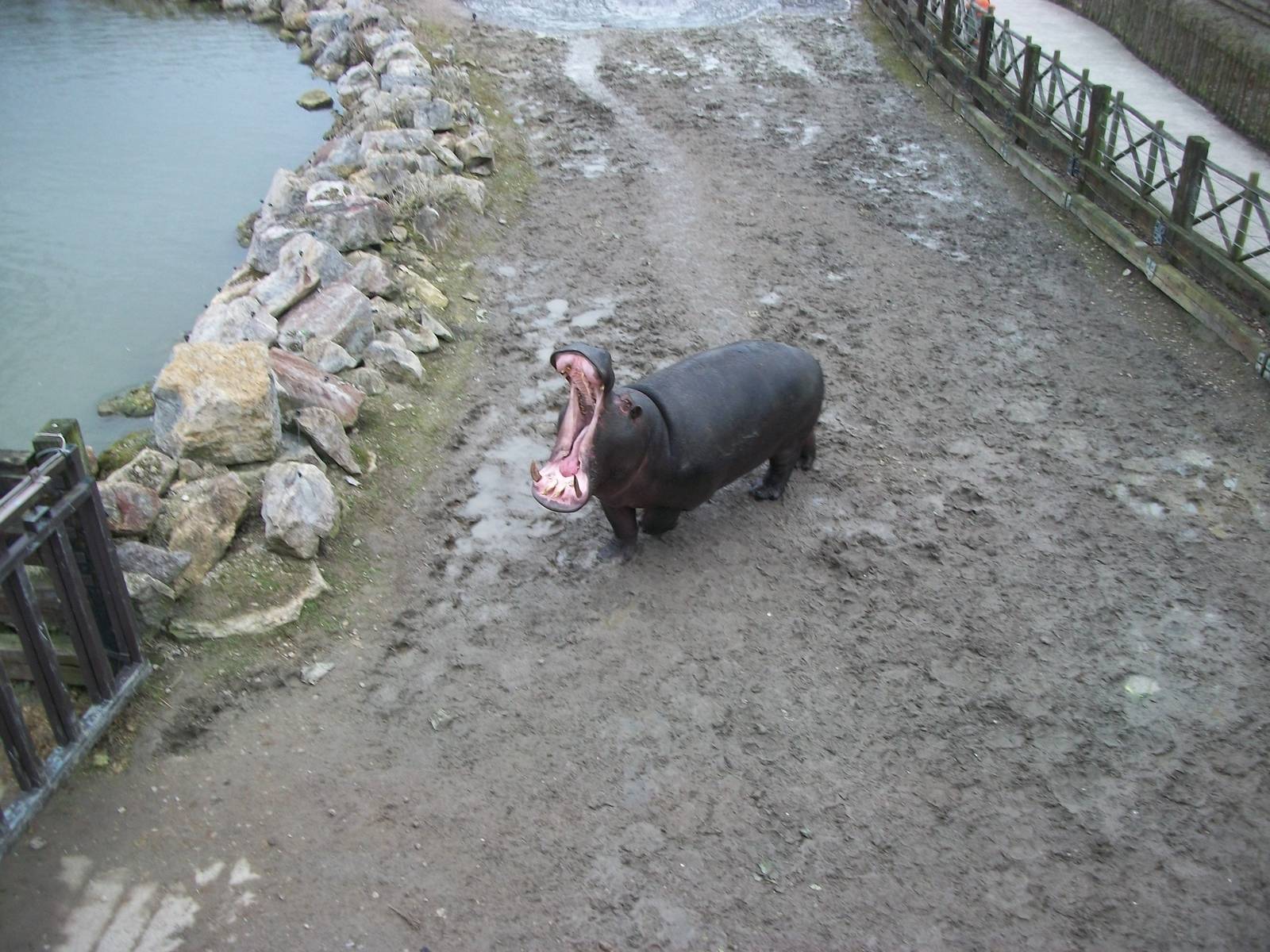 Common Hippopotamus 22nd February 2013
